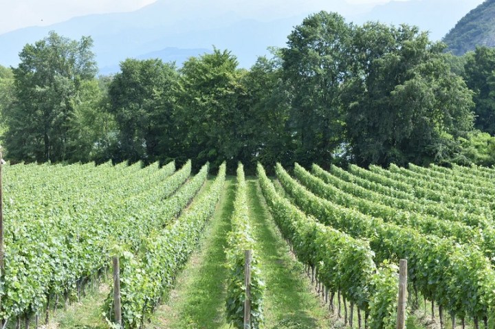 Vigneti Franciacorta