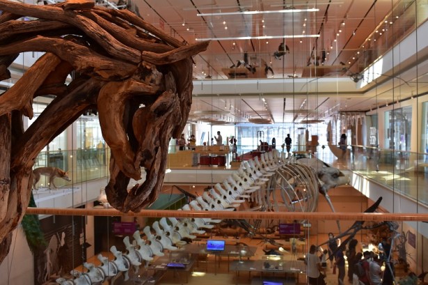 MUSE-TRENTO-INTERNO-CAVALLO