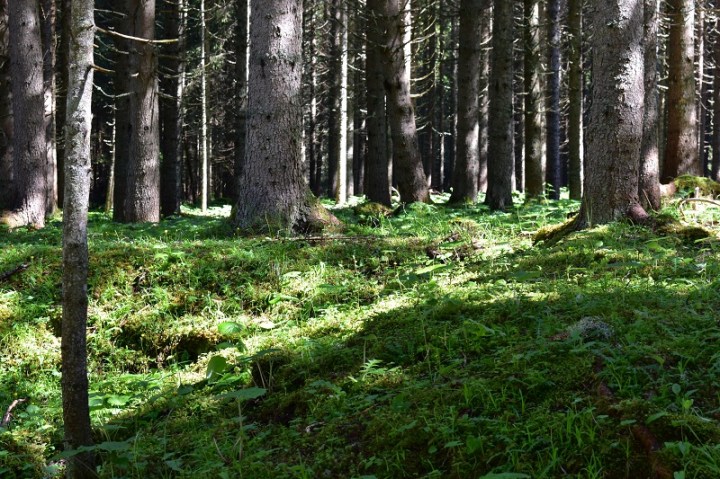 PARCO-PANEVEGGIO-FORESTA