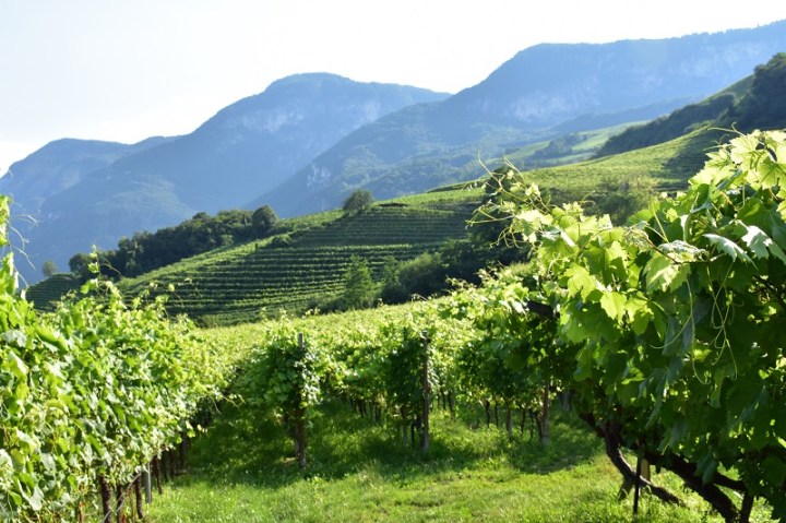 STRADA-DEL-VINO-ALTO-ADIGE-SENTIERO-ENODIDATTICO-2