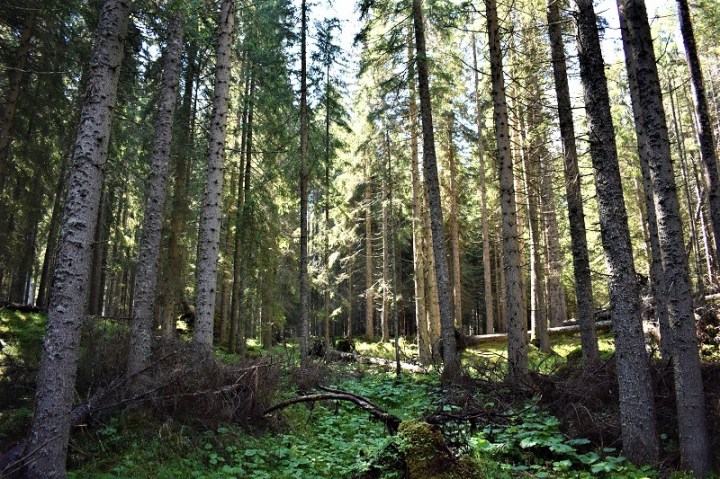 TRENTINO-FORESTA-PANEVEGGIO