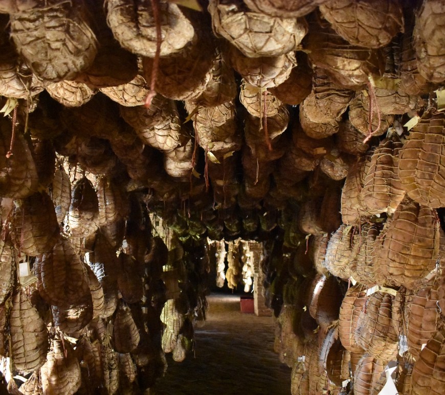 Galleria di culatelli al Museo del Culatello